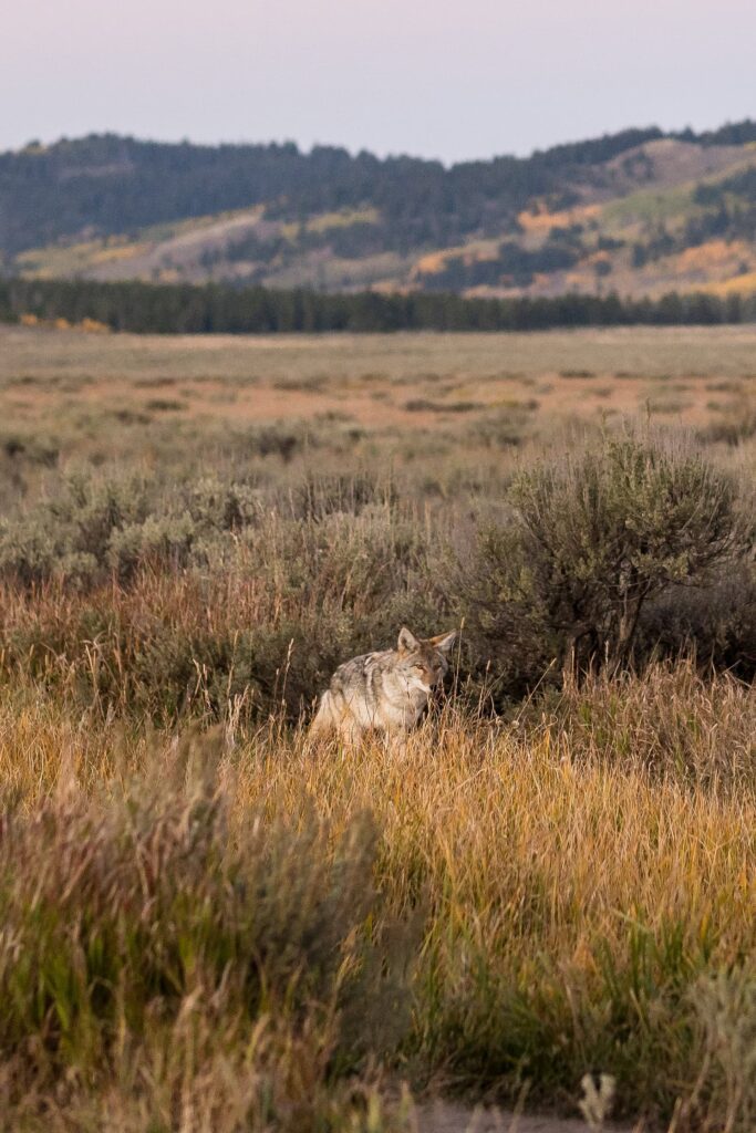 coyote in shrubs 